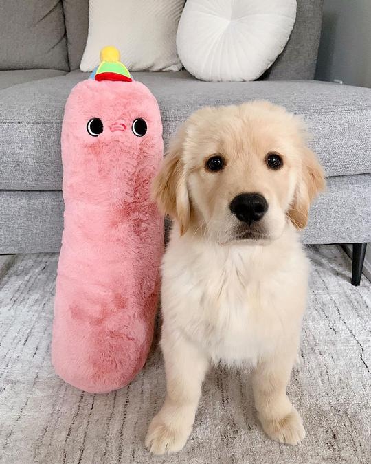 featured image of dog with a pink plushie