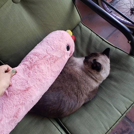 featured image of cat with pink plushie